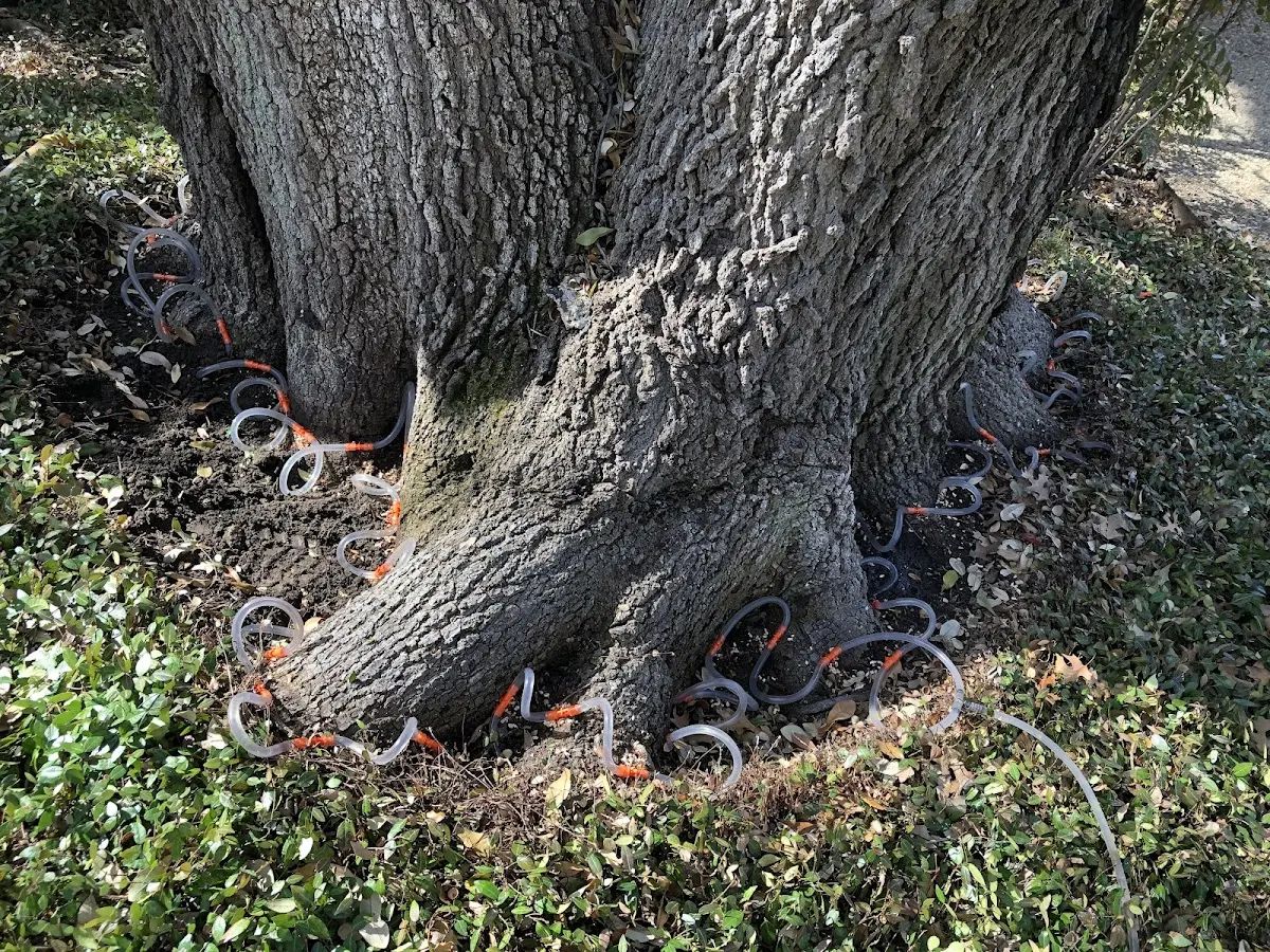 Detailed Tree Cabling and Bracing job site in Pie Town