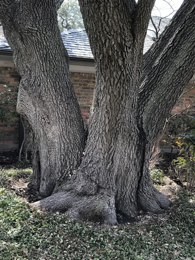 Mature heritage tree close to a Pie Town property cared for by certified arborists